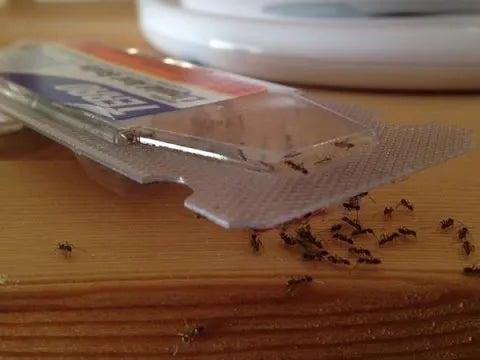 TERRO® Liquid Ant Killer